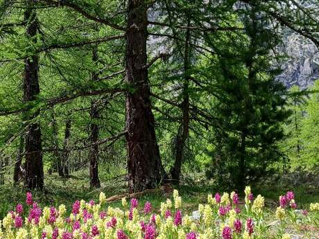 Balades « littéraire » : Quand la nature inspire les écrivains Balades « littéraire » : Quand la nature inspire les écrivains