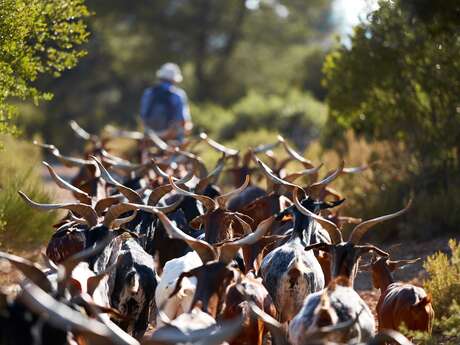 Lou cabrier - Chèvres du Rove pastorales en Sainte-Baume