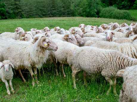 Gaec Ferme du Mourié