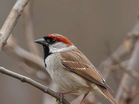 Biodiversité à nos portes