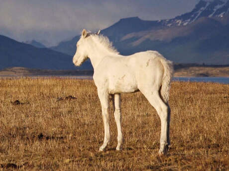Projection documentaire - Patagonie à la lisière du monde
