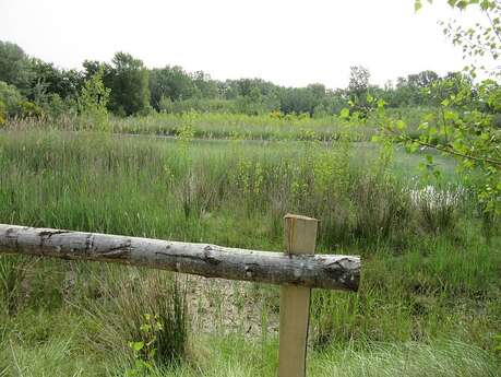 Sentier découverte de la zone humide de Belle-Ile