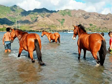 Nuku Hiva A Cheval