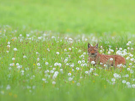 Animation nature : Sur les traces du lynx