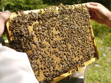 Rencontre avec un berger d'abeilles