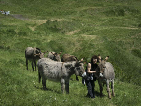 Au pas de l'âne rousin