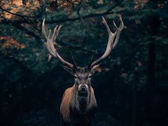 Sur les traces des animaux du Vercors