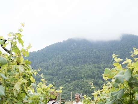 Le vignoble de Féternes et ses terrasses