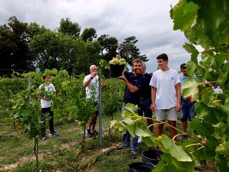 Vineyards on Stage - Stroll through the Vines