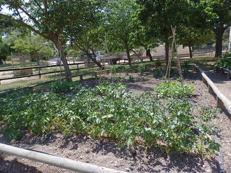 Discovery of the vegetable garden of the educational farm