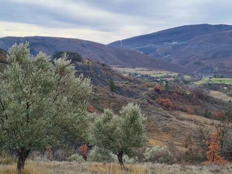 Balade provençale sur les pas de Paul Arène