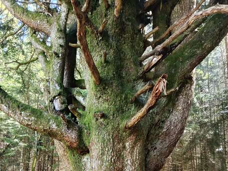 Bain de Forêt - Shinrin Yoku