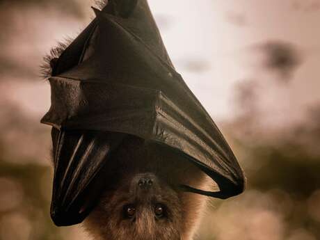 Atelier - fabrication de nichoirs