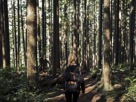 Sortie énergétique en forêt