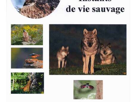 Diaporama - conférence "Instants de vie sauvage"