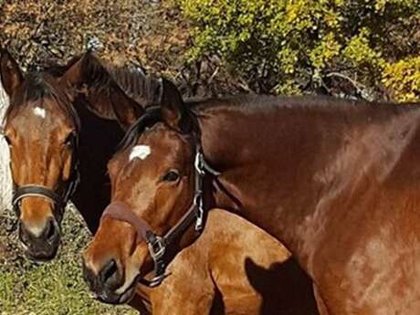 Haras de Clairima