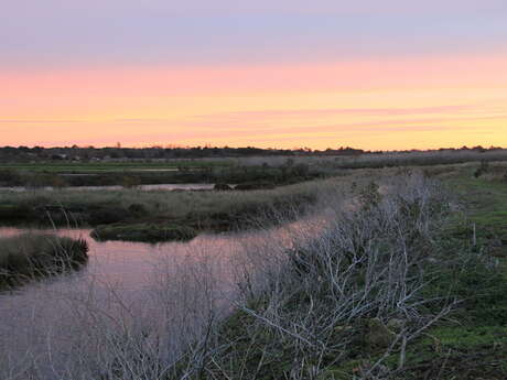 Plantes des marais par La Ferme des Baleines