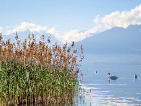Atelier découverte : Histoire naturelle du lac d'Annecy