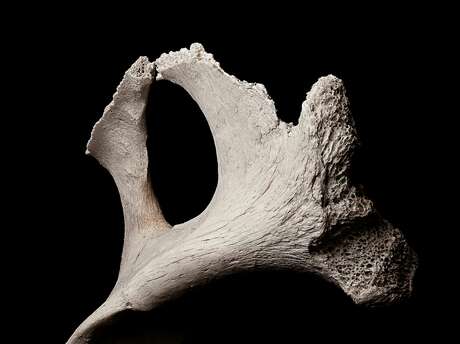 Exposition - Découverte d'hydropithèques