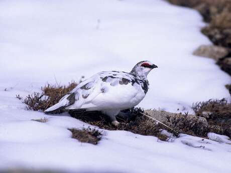 12 - La Roche Druidique de Crouzilhac