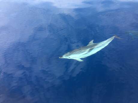 Cetacean-watching outing with Alternative Voile