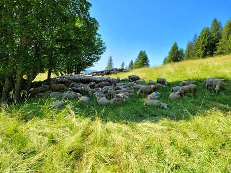 Day of Pastoralism and Transhumance