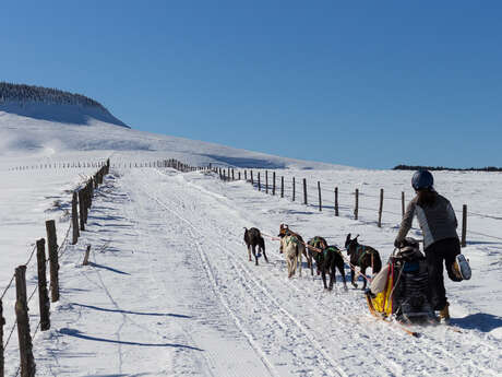Balade en chiens de traineaux - Enola Sled Dogs