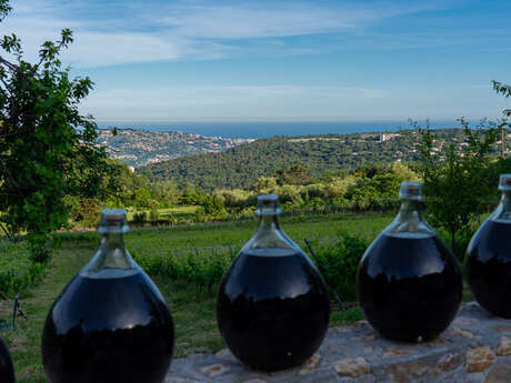 Visita e degustazione al Vignoble Rasse