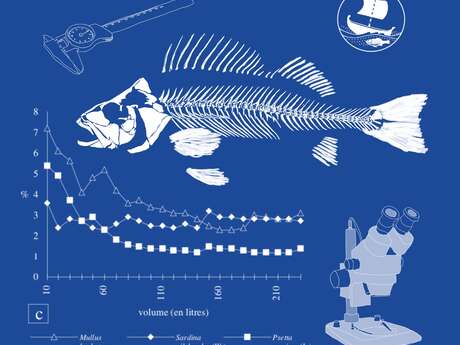 Histoire de la pêche de l'Âge du Bronze à la fin de l'Antiquité : un état des connaissances