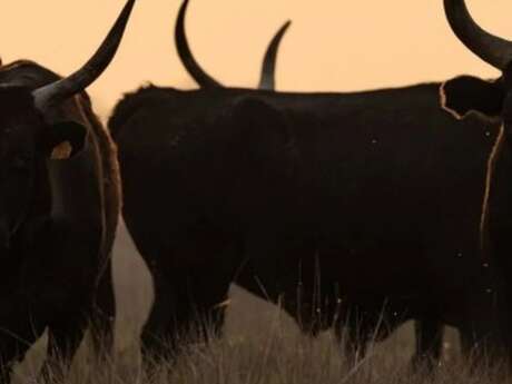 à la rencontre des Cocardiers de Méjanes