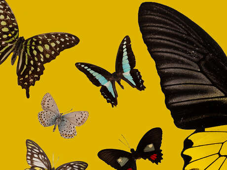 Les Ateliers Pédagogiques du Muséum pendant les Vacances de Noël