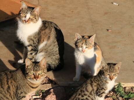 Journée portes ouvertes - Chats Sans Toi