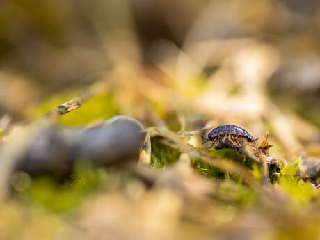 Initiation à la macrophotographie