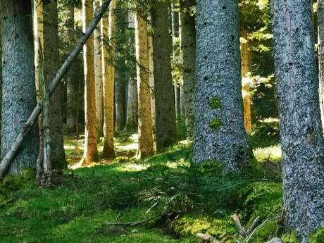 Ancrage Nature : Bain de forêt, Bien-être & Santé