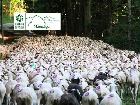 Etape finale - Transhumance des brebis tarasconnaises