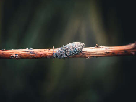 Exposition photos par Eric Pelliat “Sous nos yeux : les insectes du Laragnais”