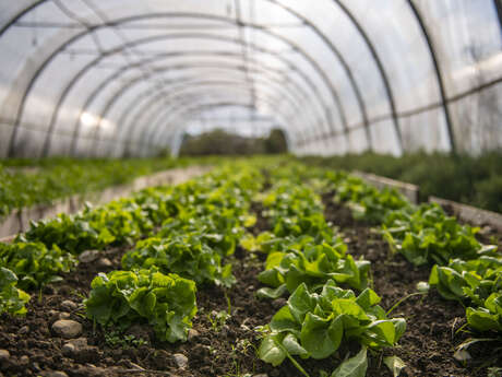Faire son jardin de A à Z : le sol et les semis