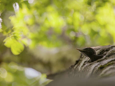 À la rencontre des oiseaux des forêts