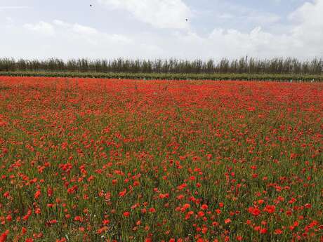 Marche - Club des Jeunes Aînés