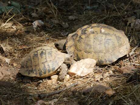 Meeting Point : The reptiles of Cap Lardier