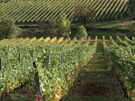 Balade La Clef des Champs - Saint-Haon-le-Vieux