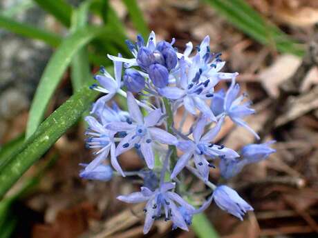 Balade botanique à Villeneuve-Loubet