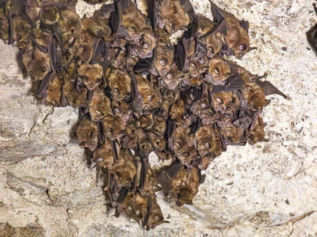 La Nuit de la chauve-souris aux Tours de Merle