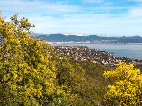 Randonnée sentier du Mimosa