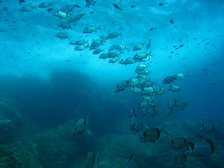 Porquerolles plongée