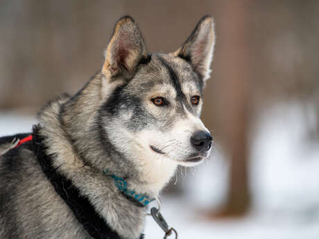 Découverte des chiens de traîneau