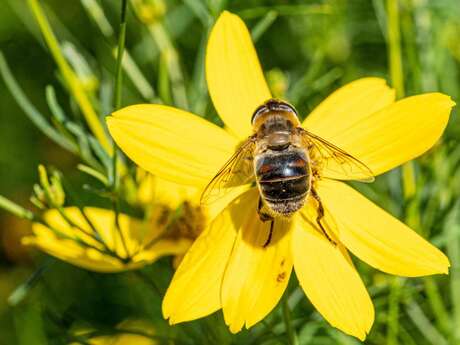 Les abeilles aux Jardins Sothys
