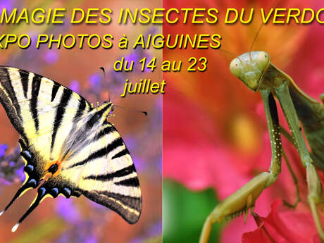 "La magie des insectes du Verdon" - exposition