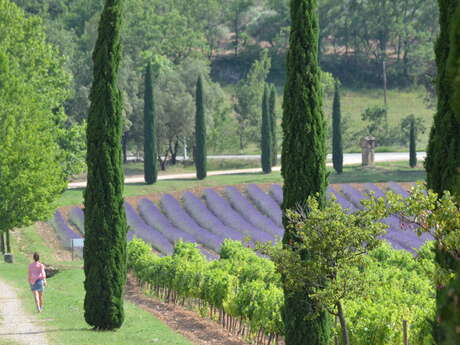 Conseil Interprofessionnel des Vins de Provence