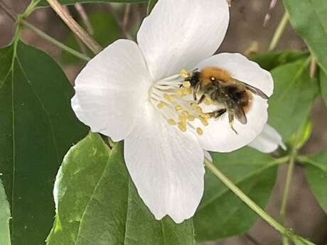 Pollinisateurs en action